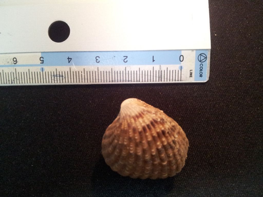 Cardiidae da catalogare